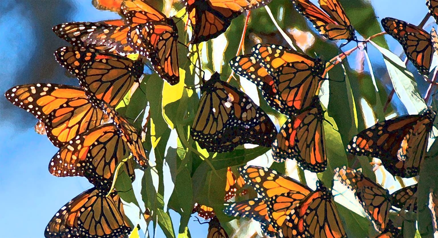 Image for look 'Moths bangle, Ripply, Cloak of Butterflies'