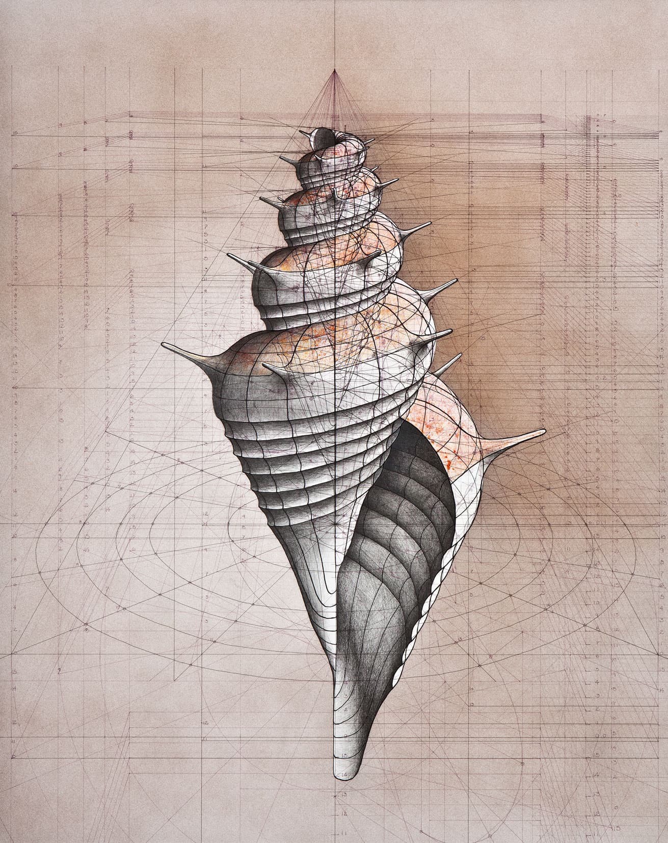 Image for entry 'Murex'