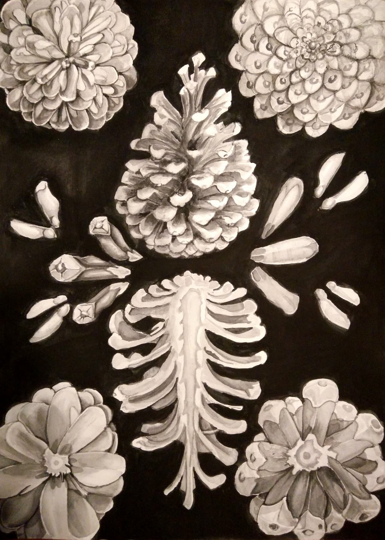 Image for entry 'Pinus nigra'