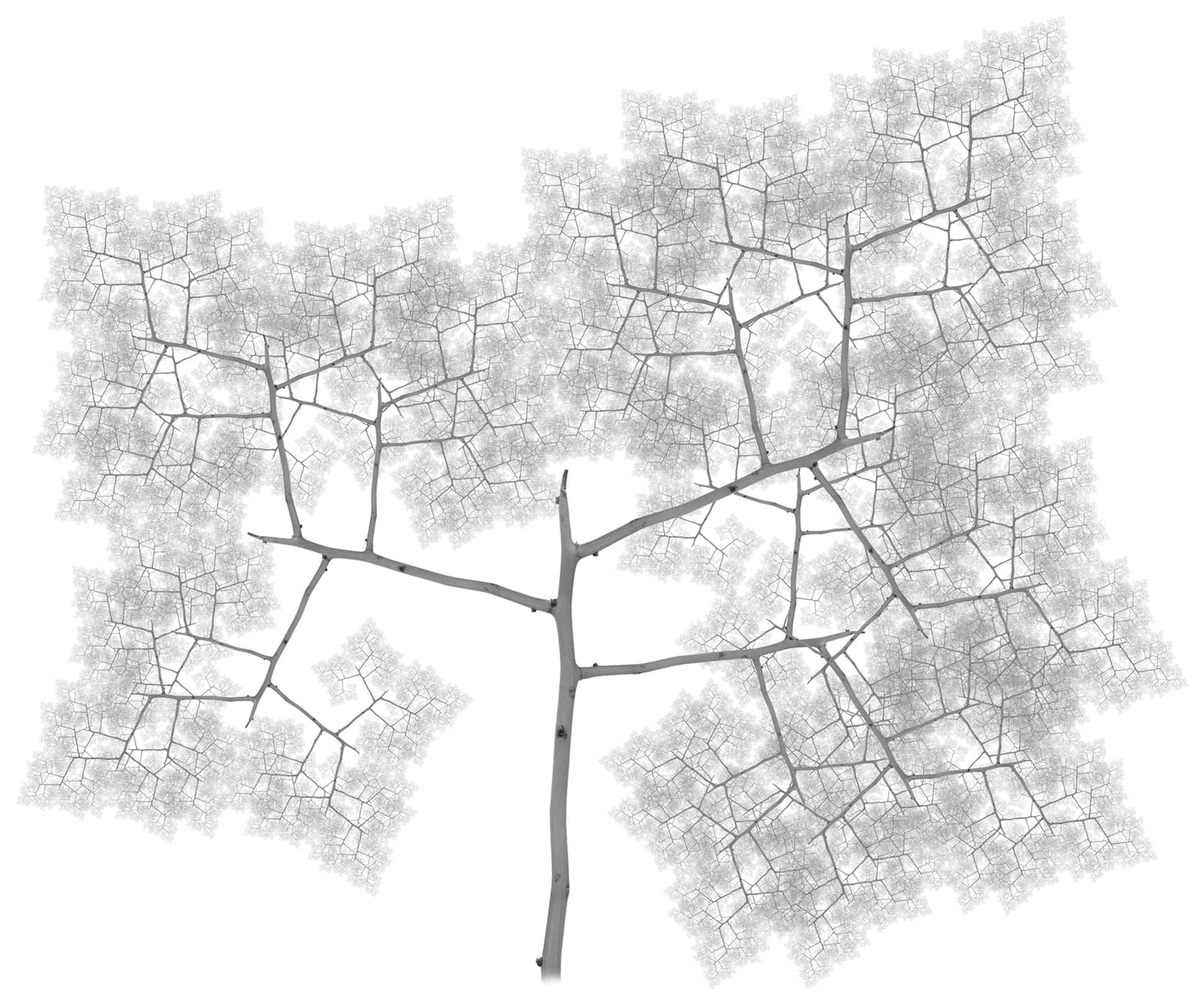 Image for entry 'Fractal Tree No. 13'