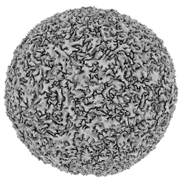 Image for entry 'Cellular Forms: digitally generated structures using simulation of morphogenesis'