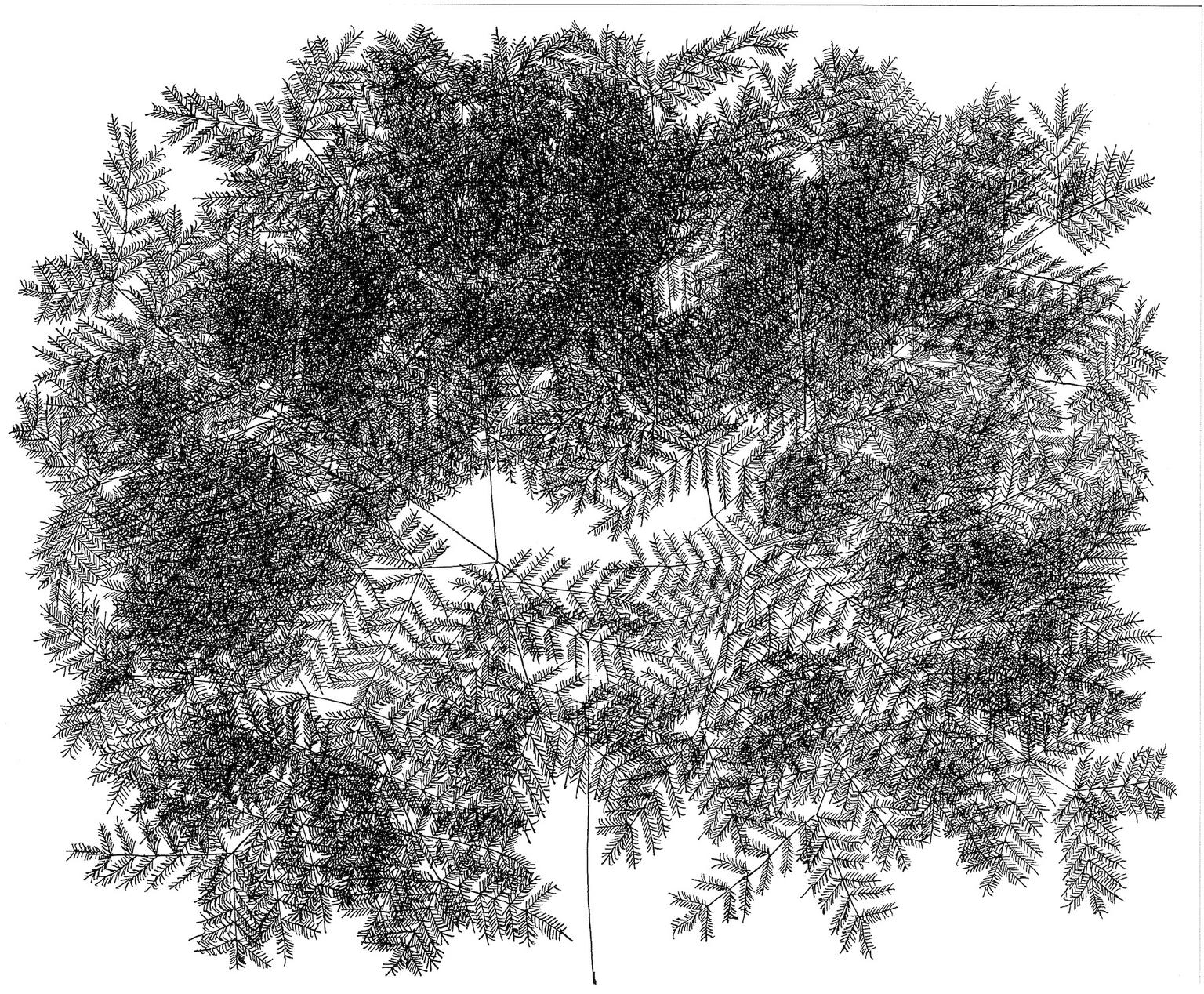 Image for entry 'Fibonacci Tree Horizontal 21'