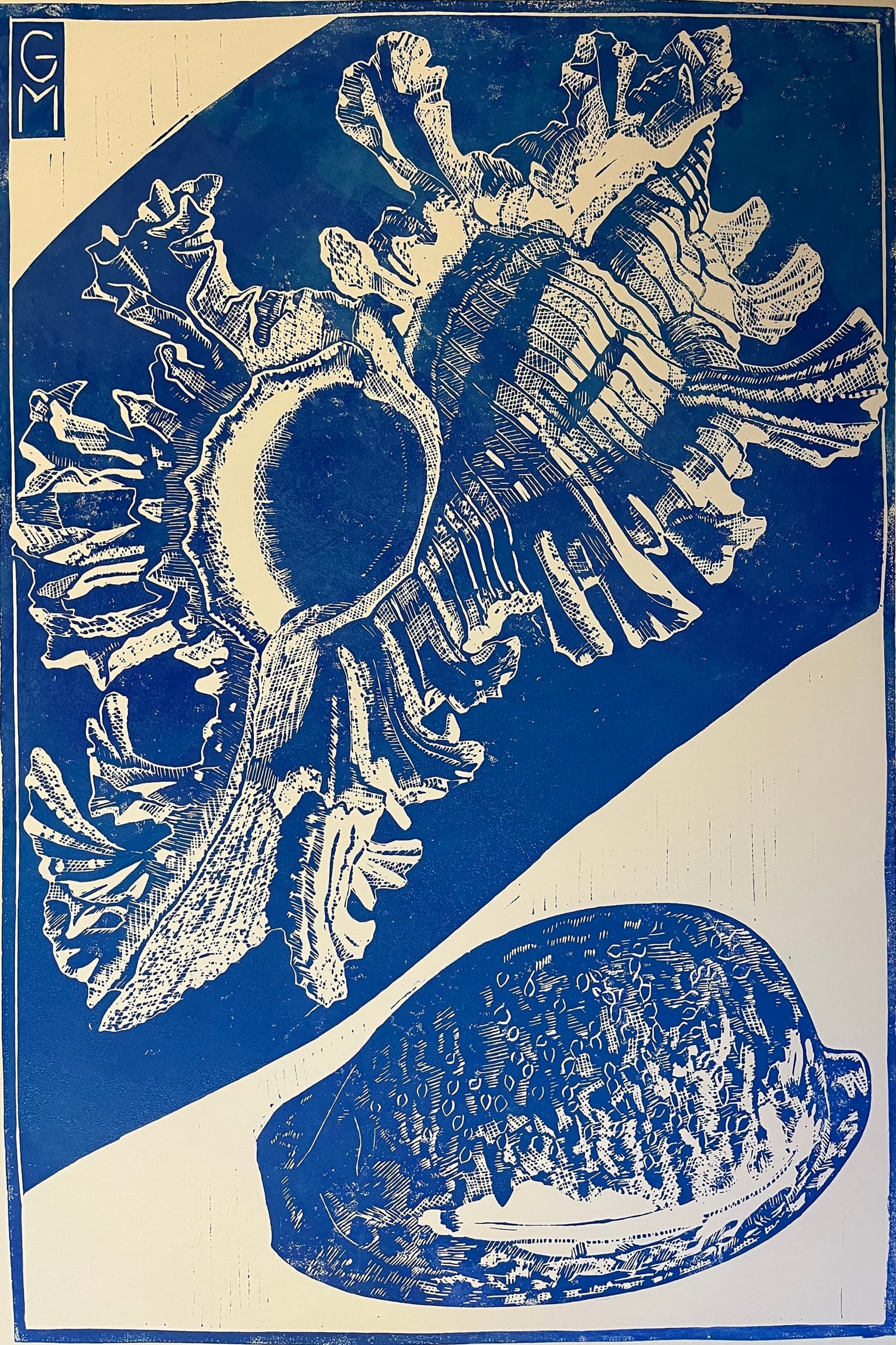 Image for entry 'Chicoreus Acculeatus and Cypraeovula'