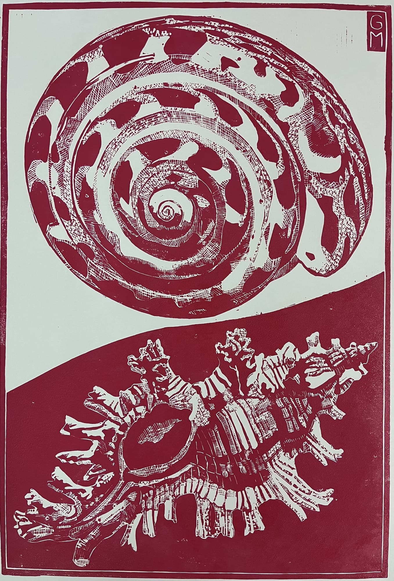 Image for entry 'chicoreus acculeatus, babylonea spirata'