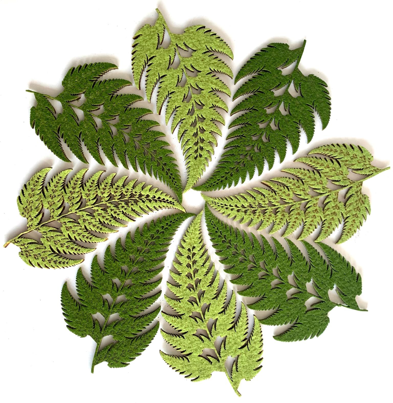 Image for entry 'Barnsley Ferns'