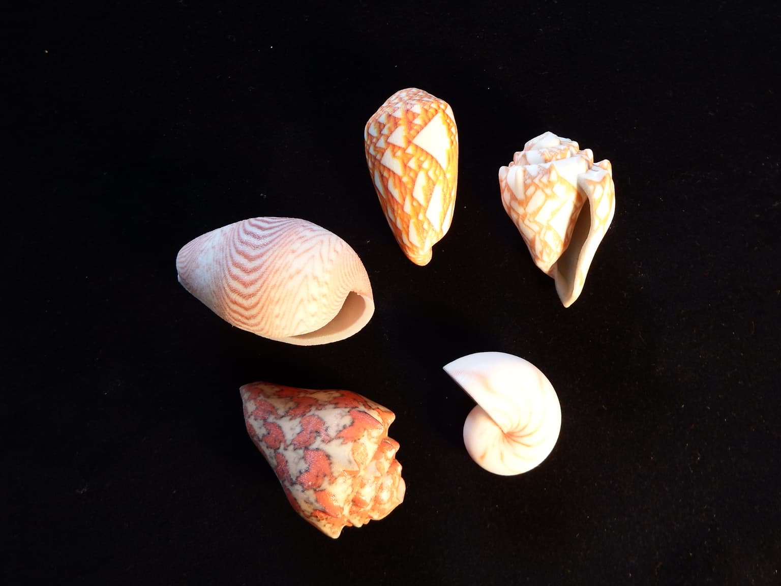 Image for entry 'Seashells'