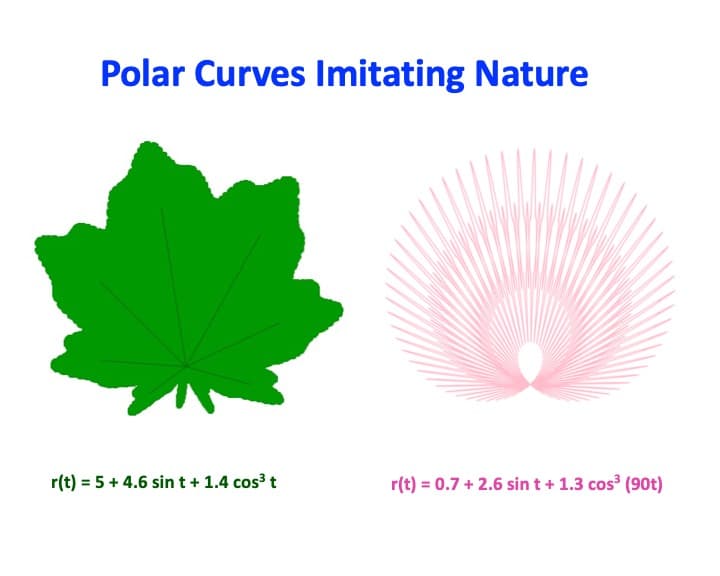 Image for entry 'Polar Curves Imitating Nature'