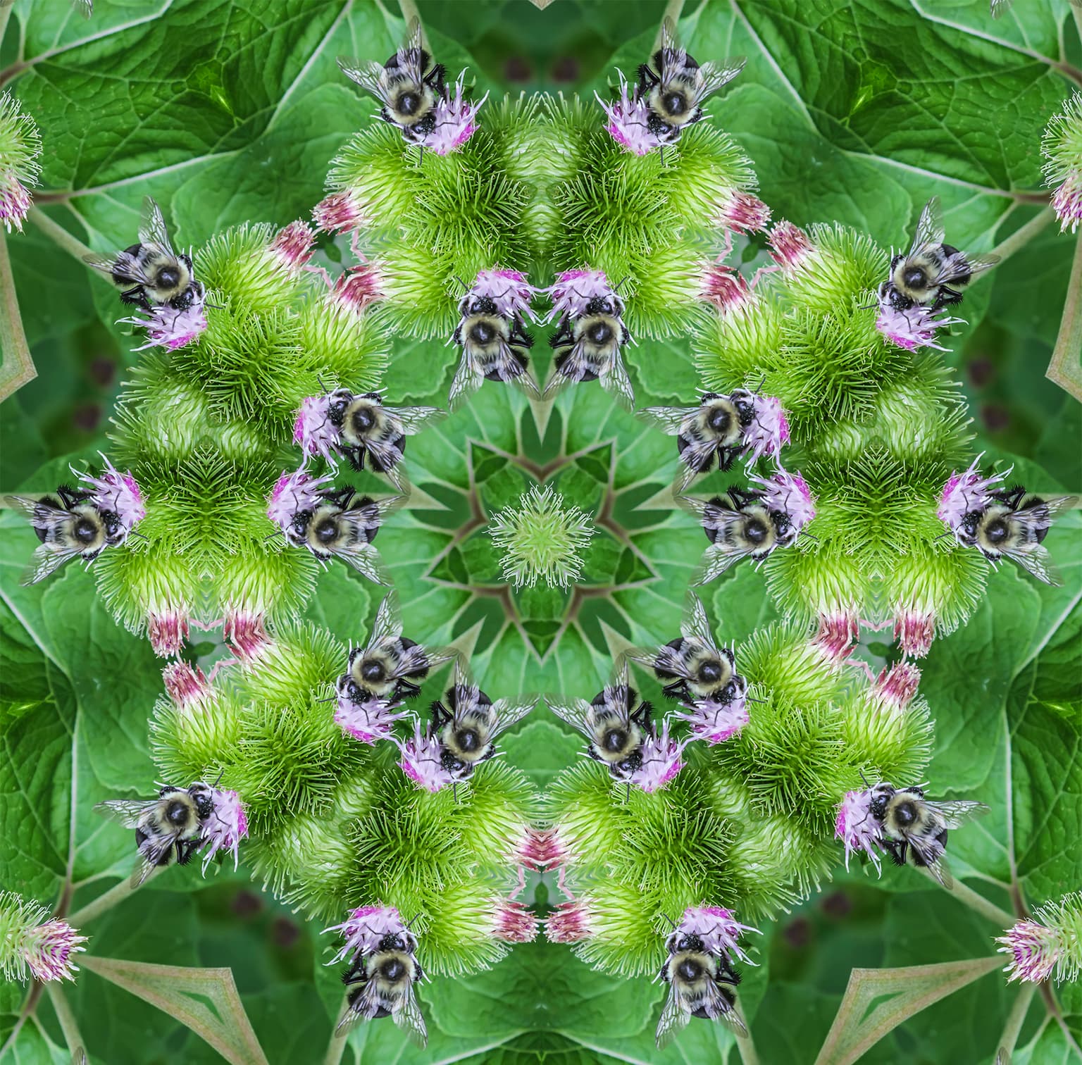 Image for Pentagon Bee on Flower