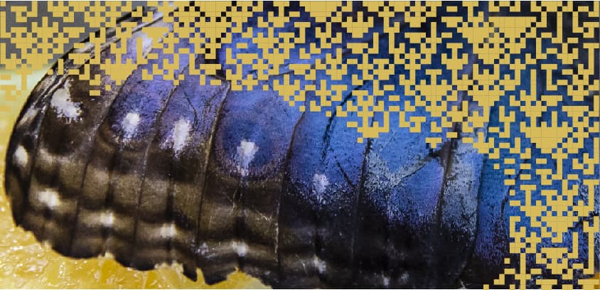 Image for entry 'Faunautomata 1'