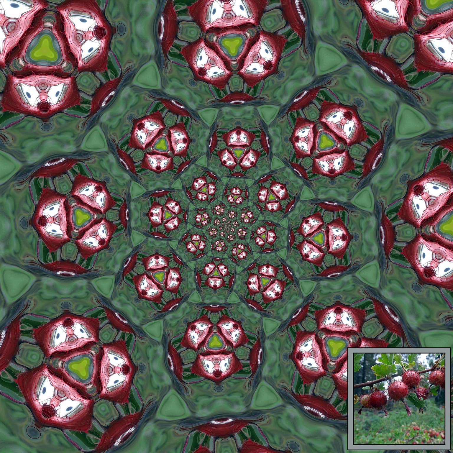 Image for entry 'A Gooseberry/Fibonacci Spiral'