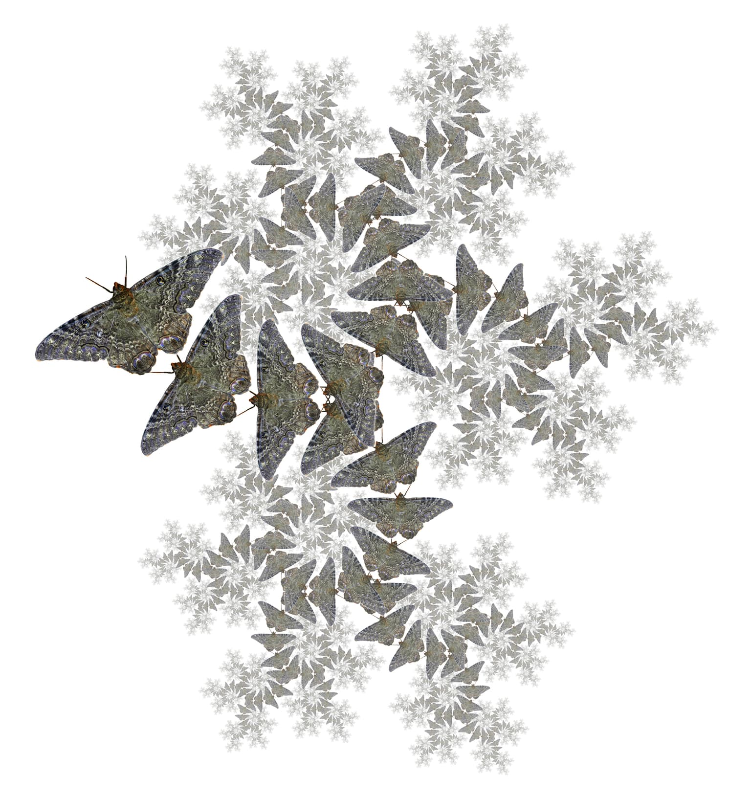 Image for submission 'Robert Fathauer'