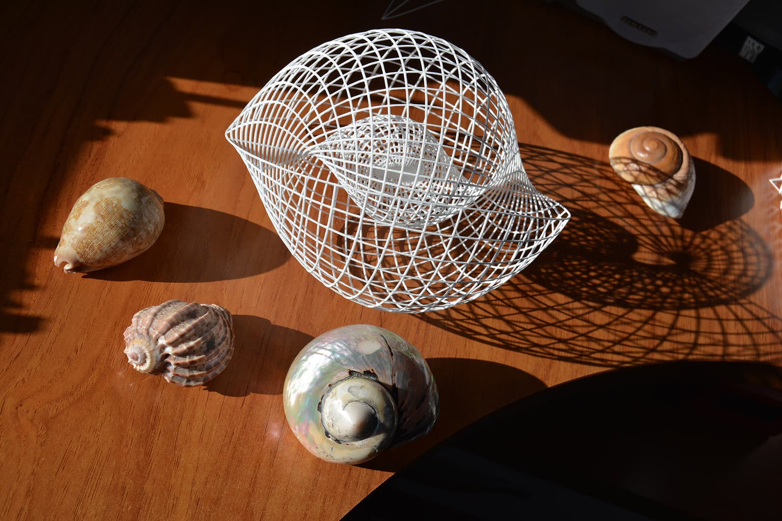 Image for entry 'Yin Yang 3d or double scallop'