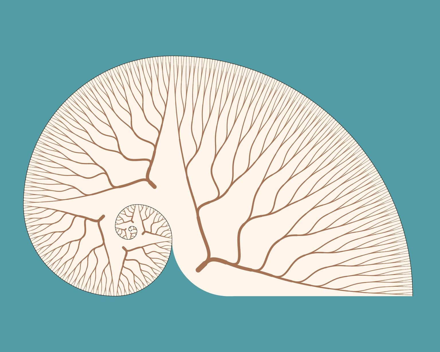 Image for entry 'Fibonacci Nautilus'