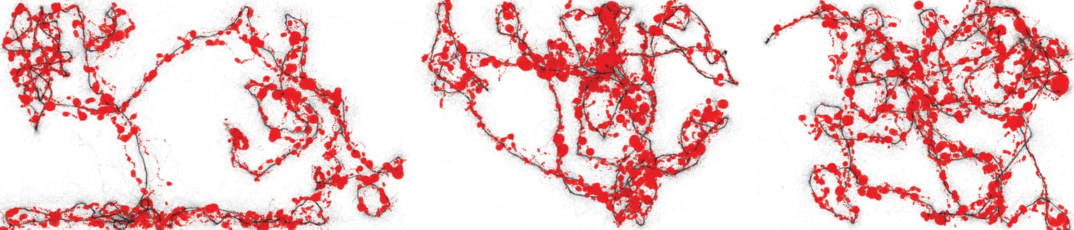 Image for submission 'Ruslan Kamolov and Penousal Machado'