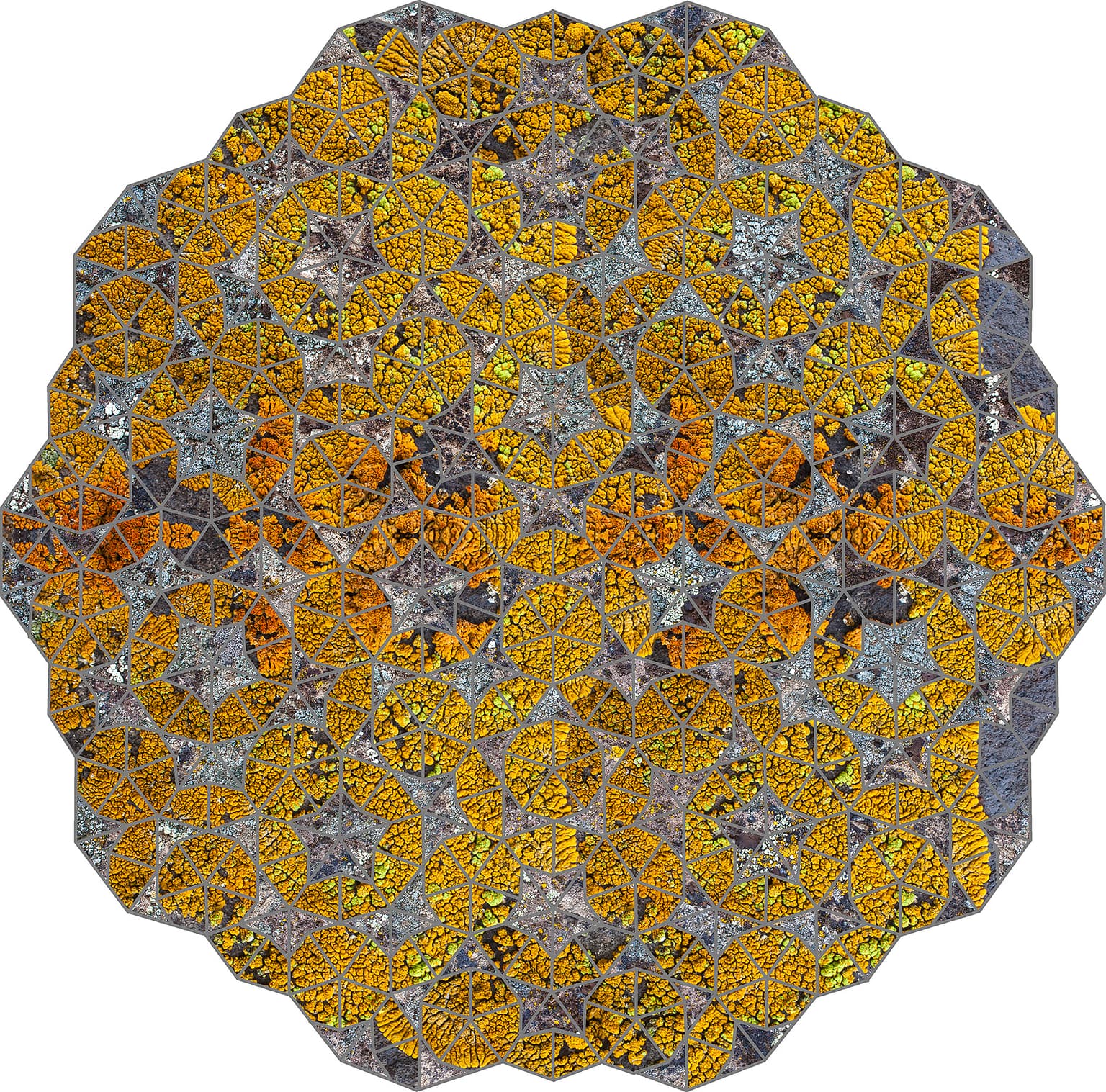 Image for entry 'Lichen - Smith Rock State Park, OR'