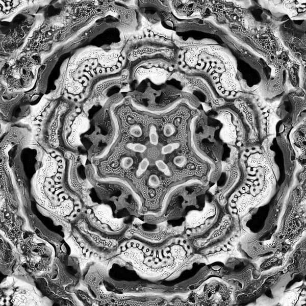 Image for entry 'Diatomaceous One'