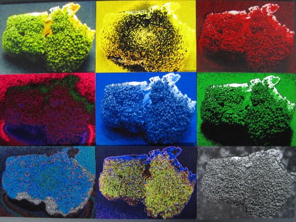 Image for entry 'A Natural Fractal Served Nine Ways'